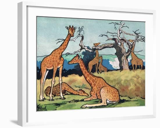 Giraffes, Illustration from 'Pads, Paws and Claws', 1924-null-Framed Giclee Print