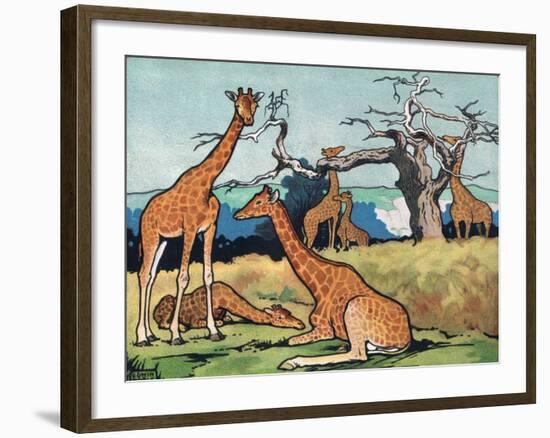 Giraffes, Illustration from 'Pads, Paws and Claws', 1924-null-Framed Giclee Print