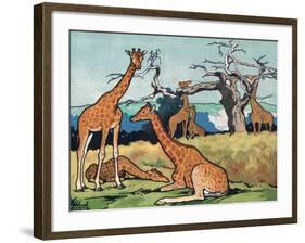 Giraffes, Illustration from 'Pads, Paws and Claws', 1924-null-Framed Giclee Print