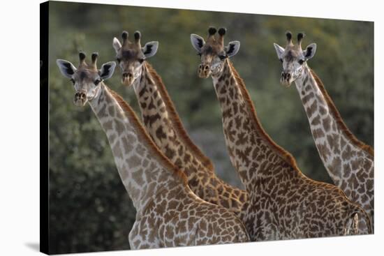 Giraffes in a Row-Staffan Widstrand-Stretched Canvas