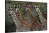 Giraffes in a Row-Staffan Widstrand-Stretched Canvas