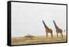 Giraffes in Masai Mara National Reserve-Paul Souders-Framed Stretched Canvas