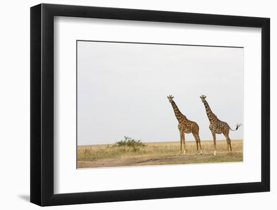 Giraffes in Masai Mara National Reserve-Paul Souders-Framed Photographic Print