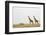 Giraffes in Masai Mara National Reserve-Paul Souders-Framed Photographic Print