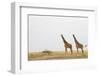 Giraffes in Masai Mara National Reserve-Paul Souders-Framed Photographic Print