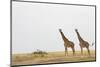 Giraffes in Masai Mara National Reserve-Paul Souders-Mounted Photographic Print