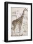 Giraffes in North Africa-null-Framed Photographic Print