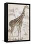 Giraffes in North Africa-null-Framed Stretched Canvas