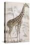 Giraffes in North Africa-null-Stretched Canvas