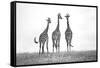 Giraffes in the Mara plains-Xavier Ortega-Framed Stretched Canvas