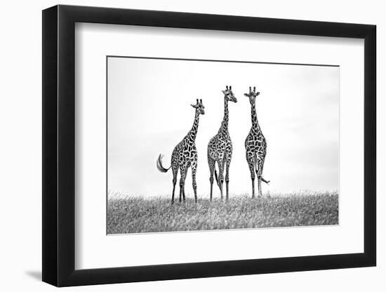 Giraffes in the Mara plains-Xavier Ortega-Framed Photographic Print