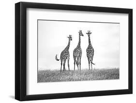 Giraffes in the Mara plains-Xavier Ortega-Framed Photographic Print