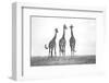 Giraffes in the Mara plains-Xavier Ortega-Framed Photographic Print