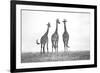 Giraffes in the Mara plains-Xavier Ortega-Framed Photographic Print