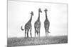 Giraffes in the Mara plains-Xavier Ortega-Mounted Photographic Print