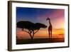 Giraffes in the Savannah at Sunset-weerasak saeku-Framed Photographic Print