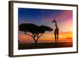 Giraffes in the Savannah at Sunset-weerasak saeku-Framed Photographic Print