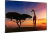 Giraffes in the Savannah at Sunset-weerasak saeku-Mounted Photographic Print