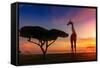 Giraffes in the Savannah at Sunset-weerasak saeku-Framed Stretched Canvas