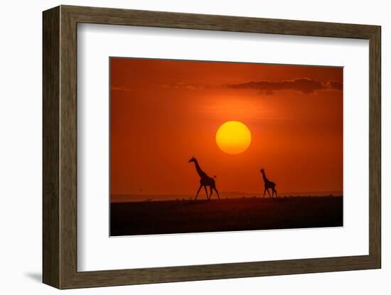 Giraffes in the Sunset-Hua Zhu-Framed Photographic Print