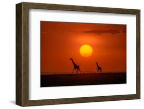 Giraffes in the Sunset-Hua Zhu-Framed Photographic Print
