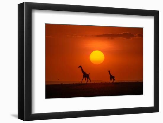 Giraffes in the Sunset-Hua Zhu-Framed Photographic Print