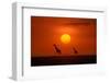 Giraffes in the Sunset-Hua Zhu-Framed Photographic Print