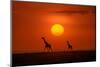 Giraffes in the Sunset-Hua Zhu-Mounted Photographic Print