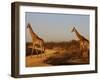 Giraffes, Madikwe Game Reserve, Madikwe, South Africa, Africa-null-Framed Photographic Print