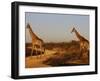 Giraffes, Madikwe Game Reserve, Madikwe, South Africa, Africa-null-Framed Photographic Print