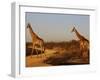 Giraffes, Madikwe Game Reserve, Madikwe, South Africa, Africa-null-Framed Photographic Print