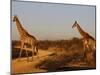 Giraffes, Madikwe Game Reserve, Madikwe, South Africa, Africa-null-Mounted Photographic Print