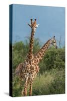 Giraffes, Marataba, Marakele National Park-Ben Pipe-Stretched Canvas