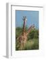 Giraffes, Marataba, Marakele National Park-Ben Pipe-Framed Photographic Print