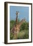 Giraffes, Marataba, Marakele National Park-Ben Pipe-Framed Photographic Print