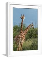 Giraffes, Marataba, Marakele National Park-Ben Pipe-Framed Photographic Print