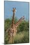 Giraffes, Marataba, Marakele National Park-Ben Pipe-Mounted Photographic Print