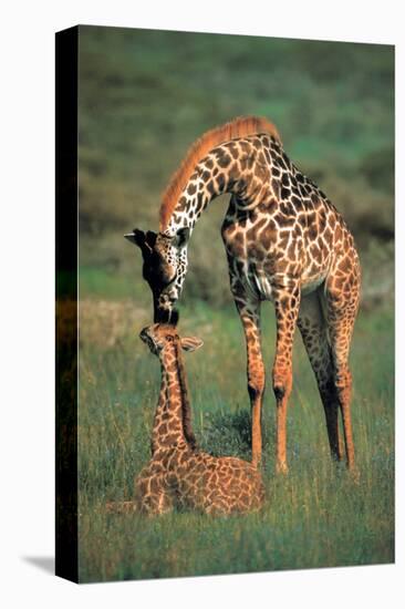 Giraffes Mother and Baby-null-Stretched Canvas