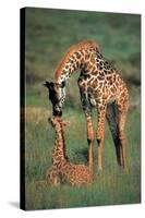 Giraffes Mother and Baby-null-Stretched Canvas