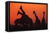 Giraffes 'Necking' at Sunset-null-Framed Stretched Canvas