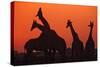 Giraffes 'Necking' at Sunset-null-Stretched Canvas