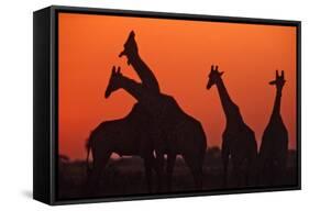 Giraffes 'Necking' at Sunset-null-Framed Stretched Canvas