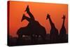Giraffes 'Necking' at Sunset-null-Stretched Canvas