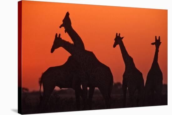 Giraffes 'Necking' at Sunset-null-Stretched Canvas