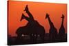 Giraffes 'Necking' at Sunset-null-Stretched Canvas