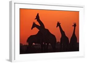 Giraffes 'Necking' at Sunset-null-Framed Photographic Print