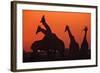 Giraffes 'Necking' at Sunset-null-Framed Photographic Print