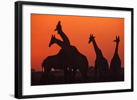 Giraffes 'Necking' at Sunset-null-Framed Photographic Print