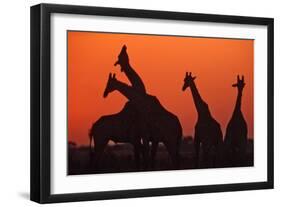 Giraffes 'Necking' at Sunset-null-Framed Photographic Print