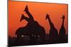 Giraffes 'Necking' at Sunset-null-Mounted Photographic Print